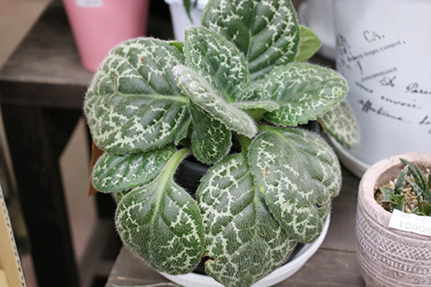 ストレプトカーパス・プリティタートル