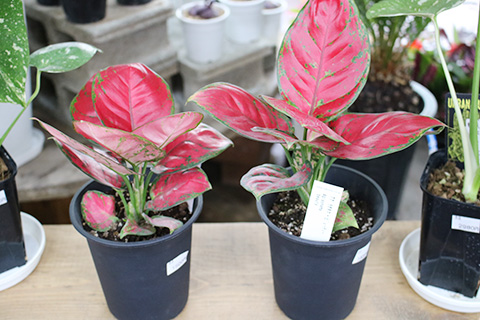 アグラオネマ・ビューティー