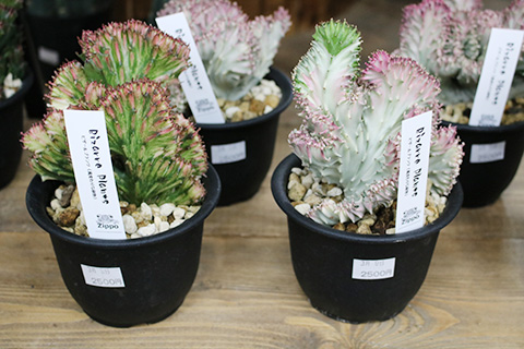 ユーフォルビア