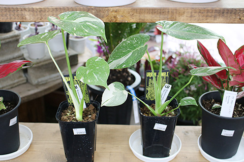 モンステラ・デリシオーサ