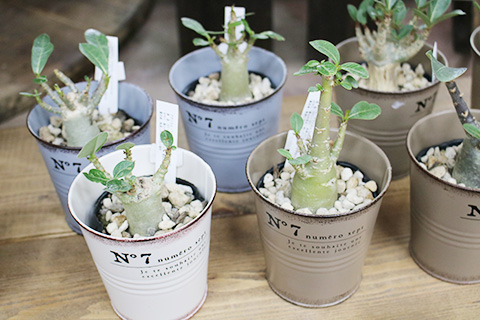 アデニウム-コーデックス