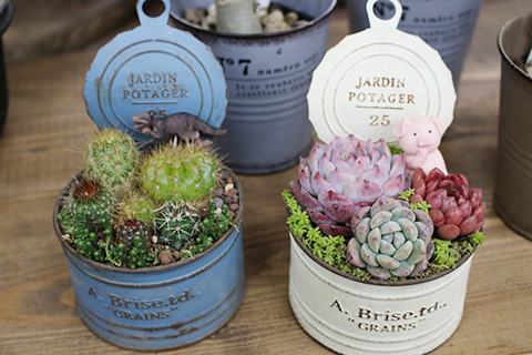 ミニ多肉植物寄せ