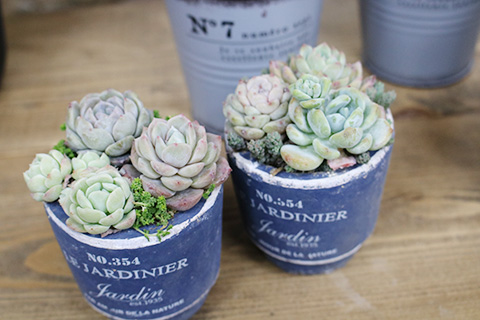 ミニ多肉植物寄せ