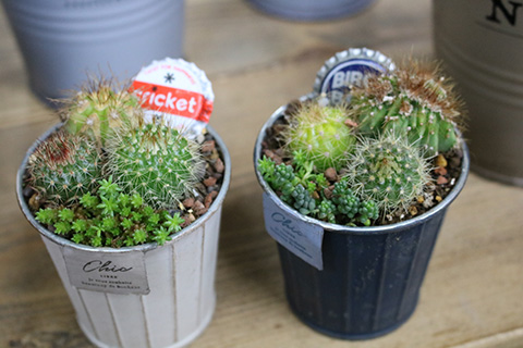 ミニ多肉植物寄せ