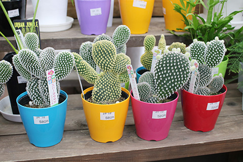 バニーカクタス