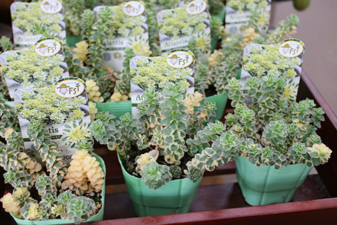 セダム・アトランティス