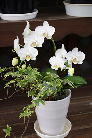 ミニコチョウラン