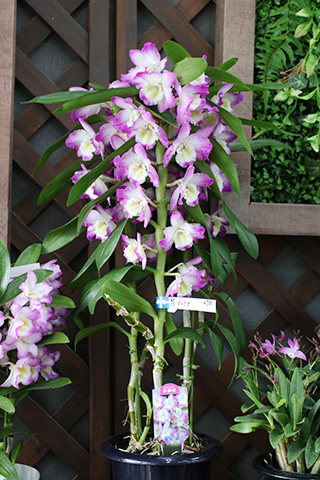 デンドロビウム・春蘭漫