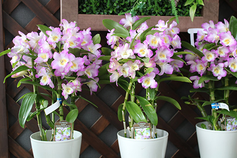 デンドロビウム・ユウナ