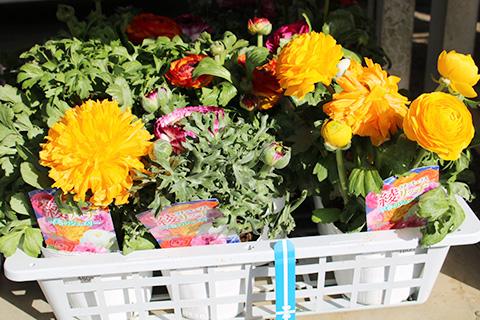 ラナンキュラス・綾リッチ