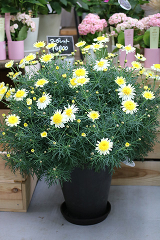 マーガレット(大)