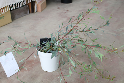 グレビレア・シナフェア