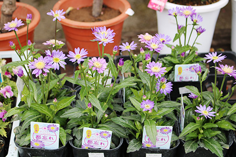 都忘れ・江戸紫