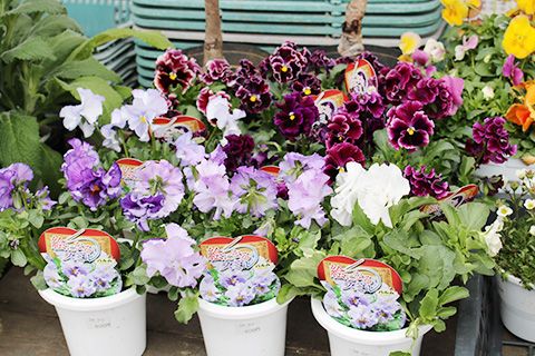 絵になるスミレ