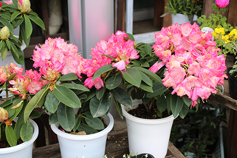 西洋シャクナゲ・ユメジ