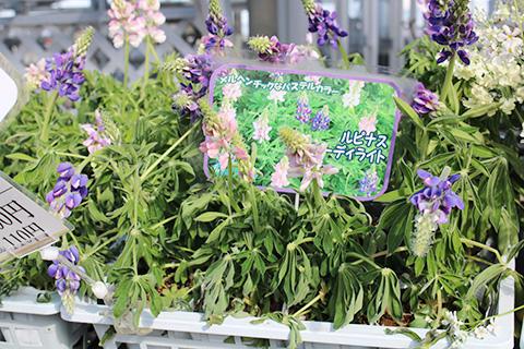 ルピナス・ピクシーデイライト