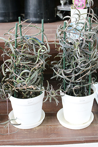 カランコエ・ボーベルディ・黒錦蝶