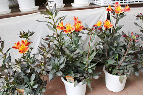 アルストロメリア・インディアンサマー