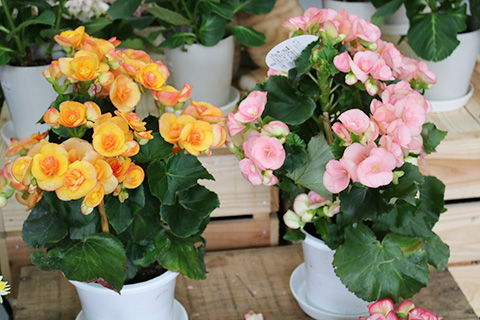 リーガースベゴニア