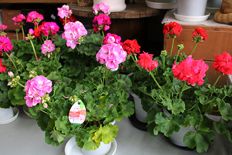 ゼラニウム・クオリティ