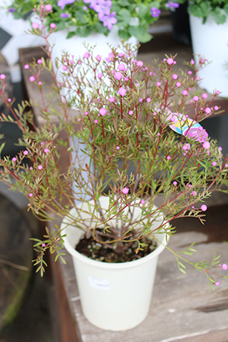 ボロニア・ピマータ