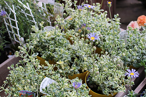 斑入りデージーふっかちゃん