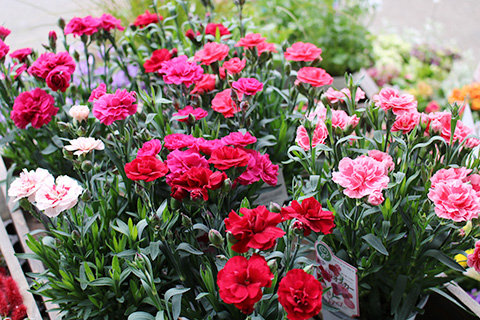 カーネーション・オスカー