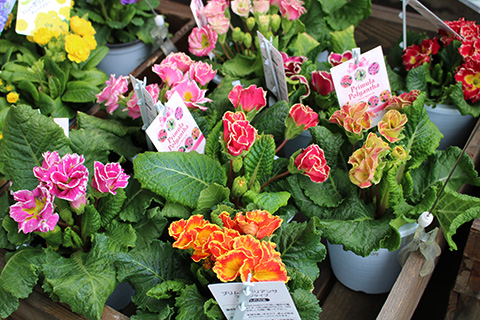 プリムラ・リボン