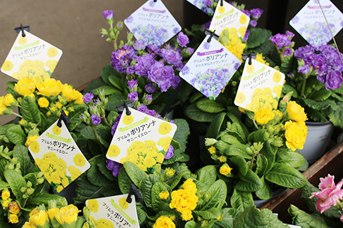 プリムラ・ポリアンナ