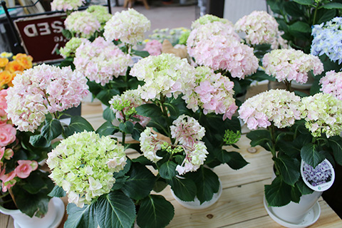 アジサイ・竜宮