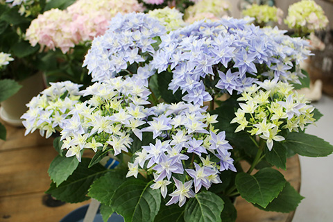 アジサイ・ダブルダッチエダム