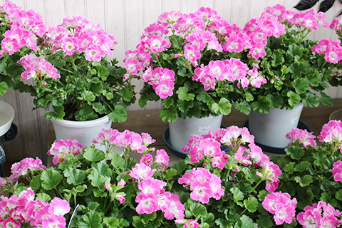 ペラルゴニウム・フェアリーチュチュ