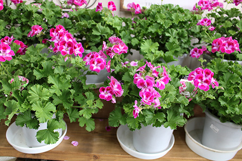 ペラルゴニウム・ピンカーベル