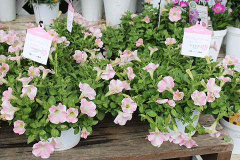 サフィニア・ももいろハート