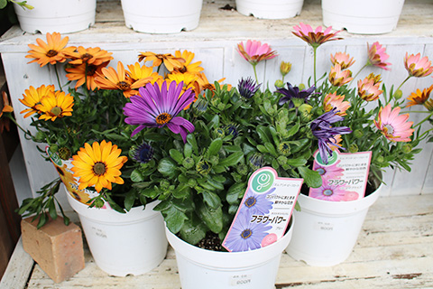 オステオスペルマム・フラワーパワー