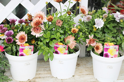 オステオスペルマム・プリンセス