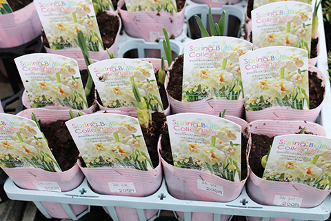 水仙・ブライダルクラウン