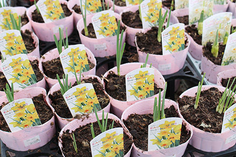 水仙・ガーデンオペラ