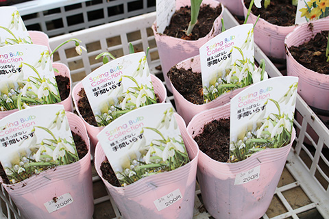 水仙スノードロップ