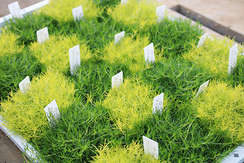 アイリッシュモス