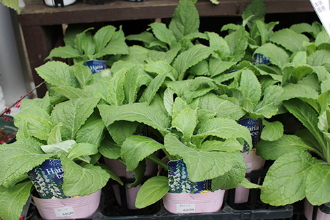 ジギタリス・Hanabee