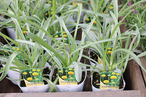 クラスペディア