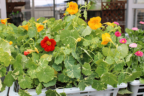 ナスタチューム