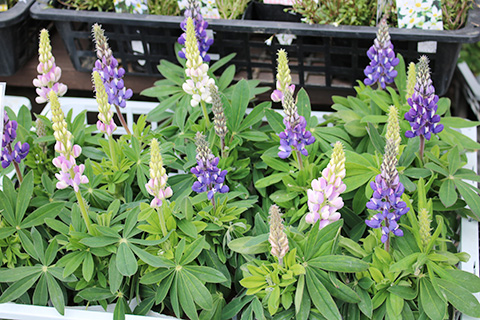 ルピナス・ピクシー