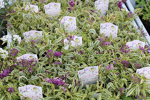 斑入りアリッサム・ハッピーポンポン