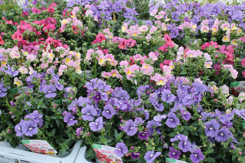 ネメシア・ネシア