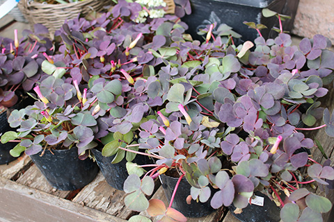 オキザリス・パープルドレス