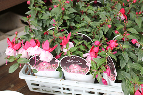 フクシア・バレリーナ