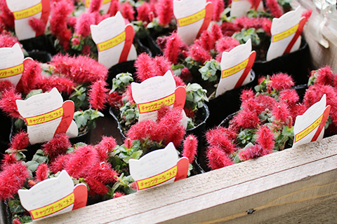 キャットテール・メメ