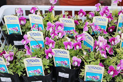 すみれ・紅花ヒラツカ